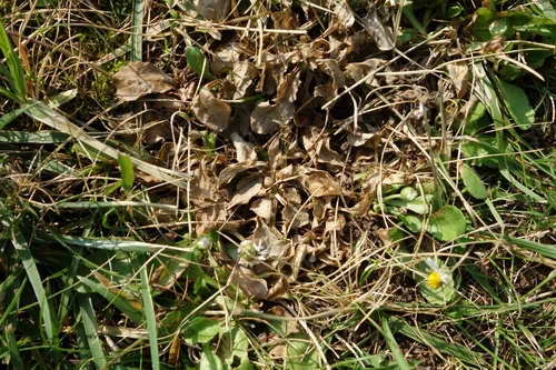 desherbeur-berthoud4