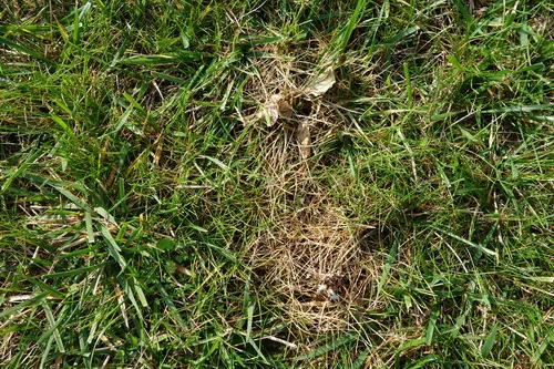 desherbeur-berthoud5