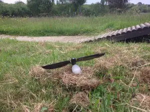 monbionicbird