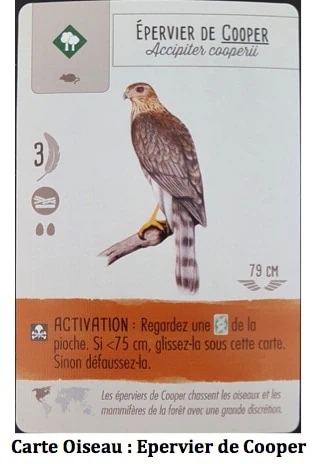 Test de Wingspan… fais comme l’oiseau chez Matagot﻿