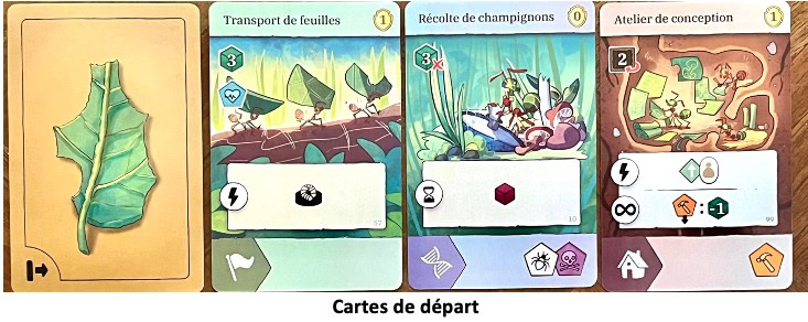 Test et avis de Fourmis