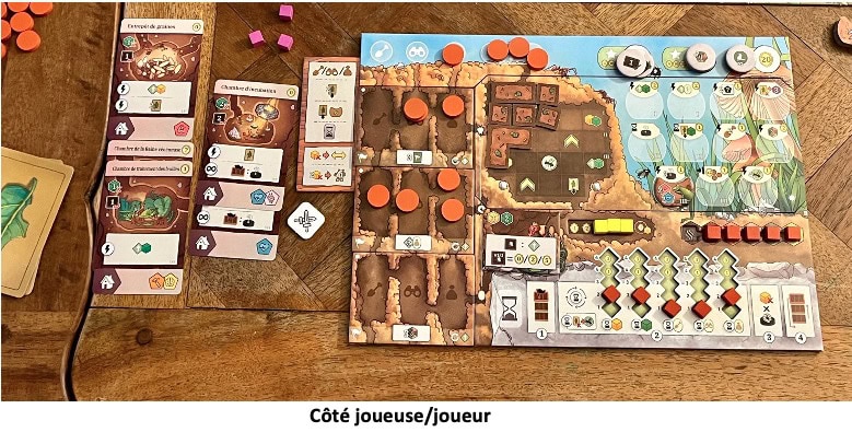 Test et avis de Fourmis