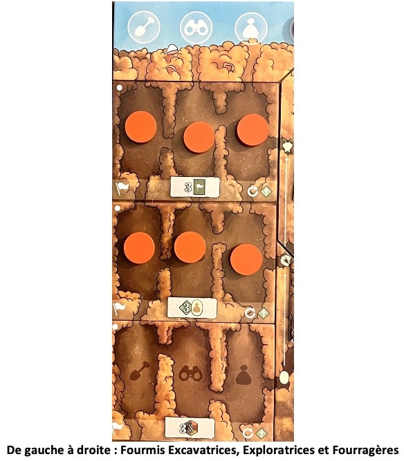 Test et avis de Fourmis