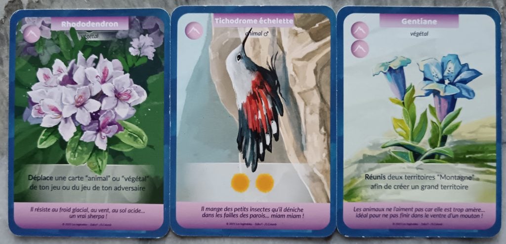 Test et avis de Zoïko chez Les Ingérables